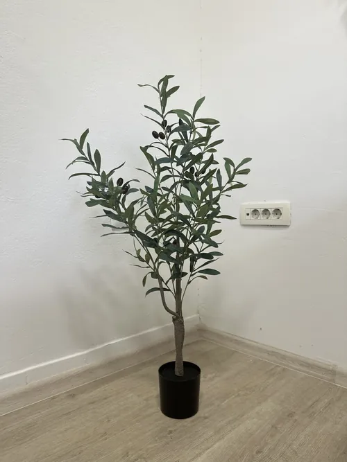 Drvo masline, 90 cm, Green Land
