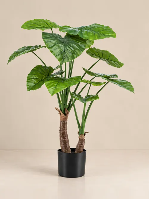 Alocasia, 70-160 cm, po porudžbini, Green Land