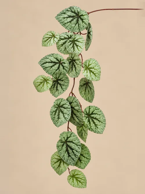 Begonia viseća, 110 cm, po porudžbini, Green Land