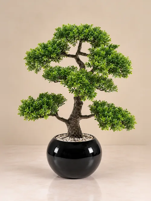 Bonsai, 32-47 cm, po porudžbini, Green Land