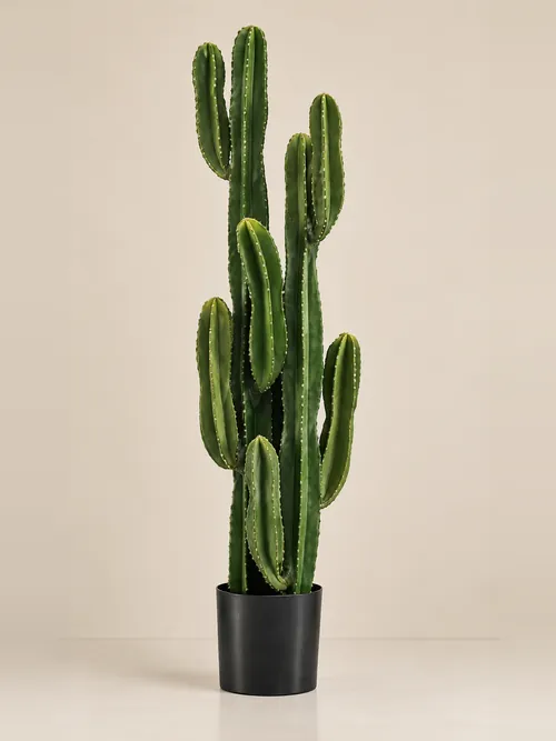 Cactus, 75-125 cm, po porudžbini, Green Land