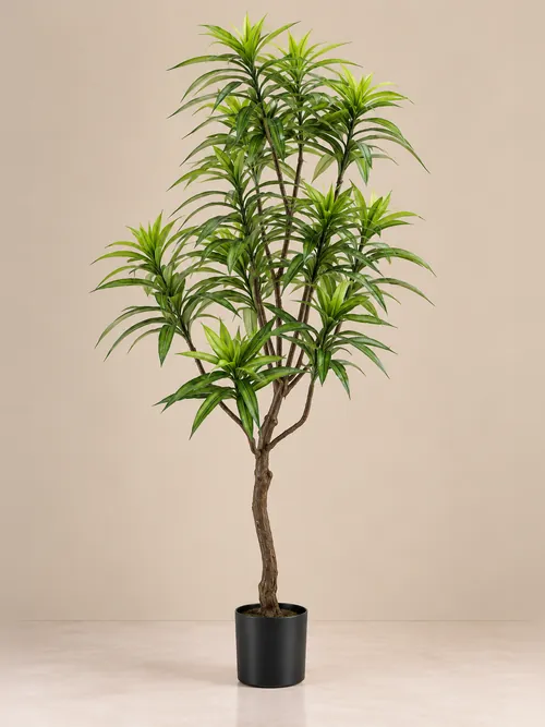 Dracena, 130-190 cm, po porudžbini, Green Land