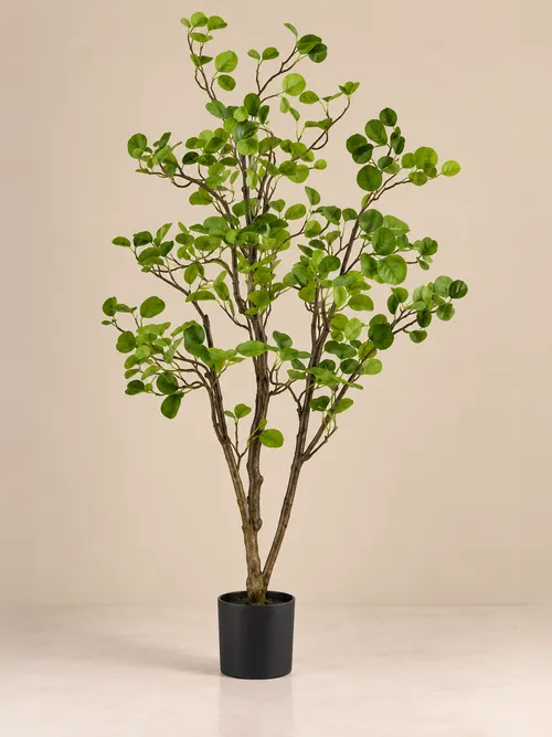 Eucalyptus, 110-230 cm, po porudžbini, Green Land