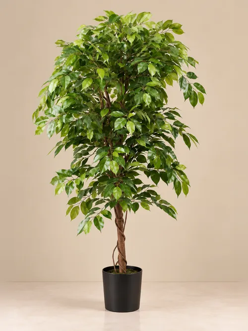 Ficus, 140-200 cm, po porudžbini, Green Land