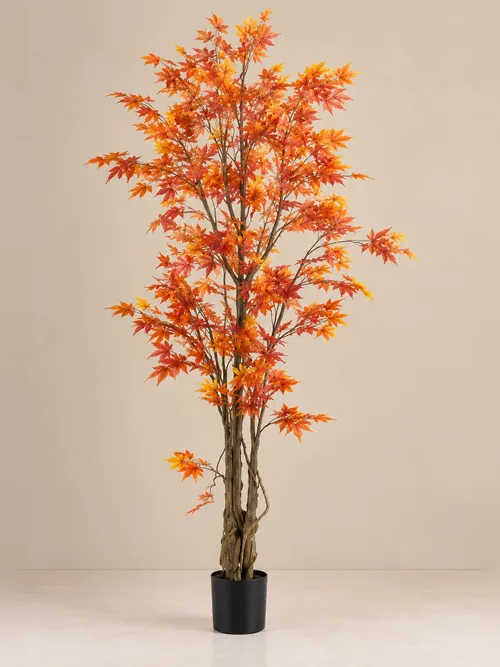 Japanski javor, 150-190 cm, po porudžbini, Green Land