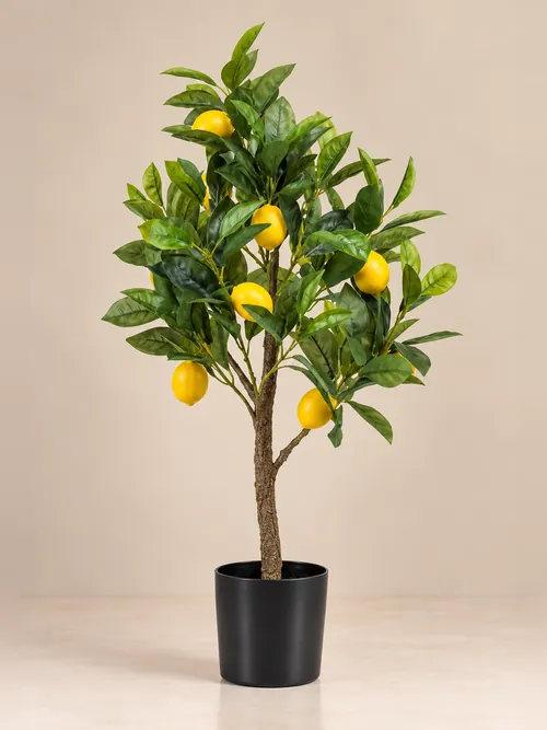 Drvo limuna, 70-150 cm, po porudžbini, Green Land
