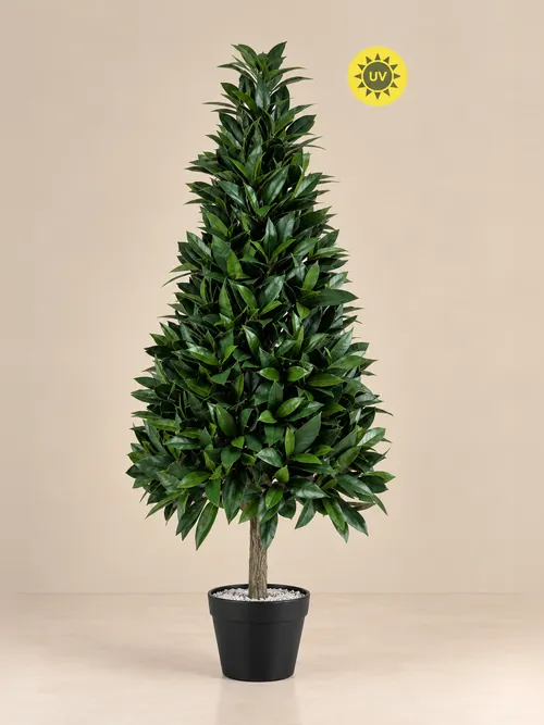 Drvo lovora, 90-150 cm, po porudžbini, Green Land