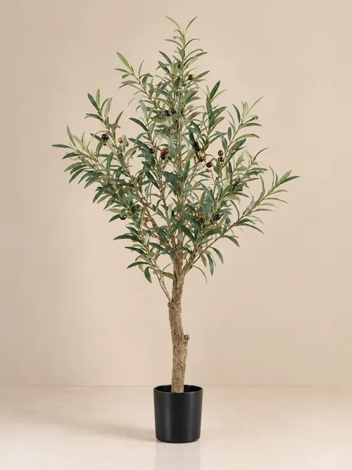 Drvo masline, 70-230 cm, po porudžbini, Green Land