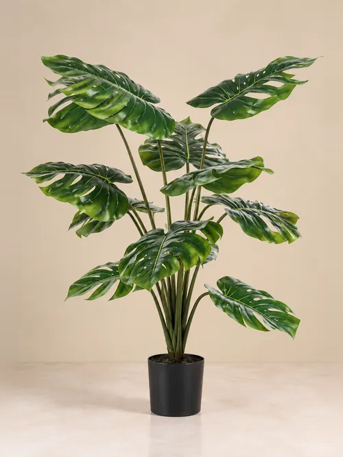 Monstera, 80-150 cm, po porudžbini, Green Land