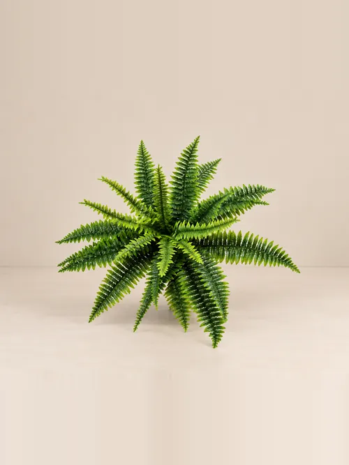 Paprati, 25-45 cm, po porudžbini, Green Land