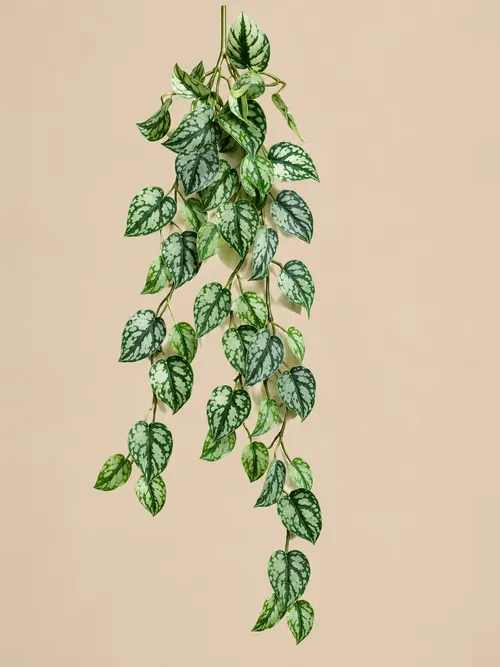 Scindapsus viseći, 85-180 cm, po porudžbini, Green Land