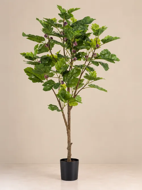 Drvo smokve, 70-145 cm, po porudžbini, Green Land
