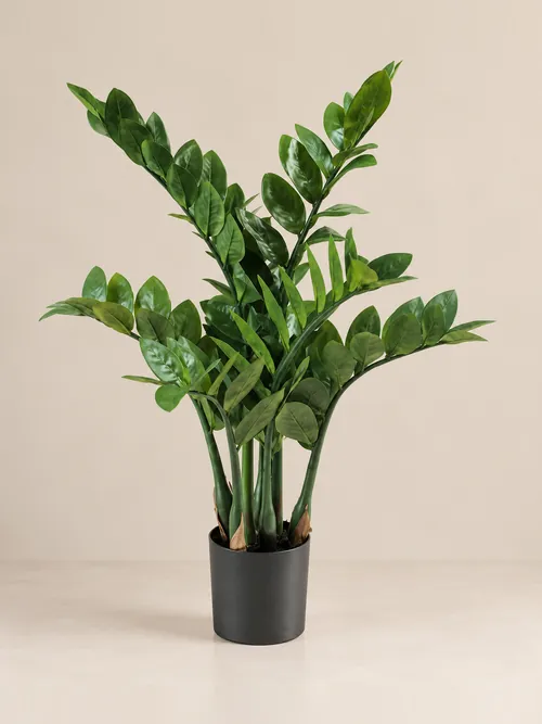 Zamia, 70-130 cm, po porudžbini, Green Land
