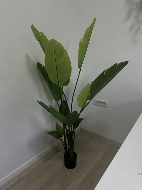 Strelicija, 150 cm, Green Land