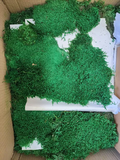 Ravna mahovina, Green Land