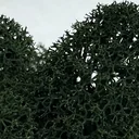 Tamnozelena
