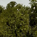 Mahovinasto zelena